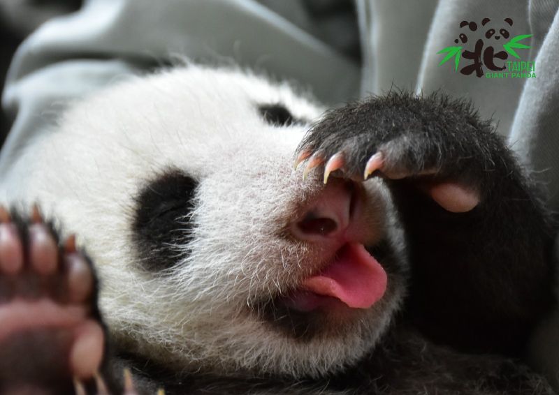 ▲大貓熊「圓仔妹」出生40天，可愛模樣成為台北動物園的人氣新星。（圖／翻攝自台北市立動物園臉書）