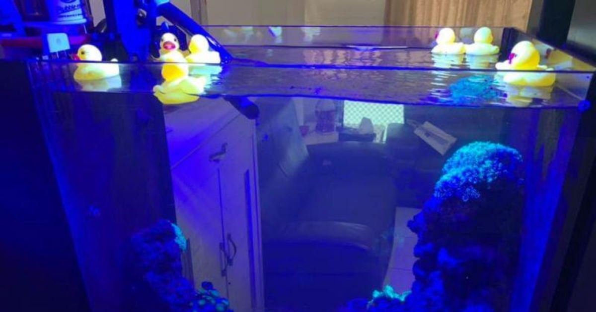 ▲女網友的海水缸被放進「黃色小鴨」，讓她好傻眼。（圖／翻攝自爆怨公社臉書）