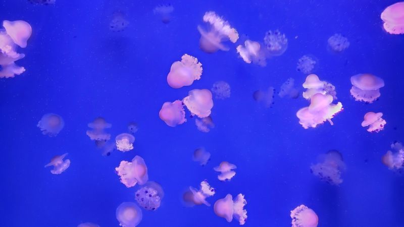 ▲ 屏東海生館最近展出的「荷包蛋水母」，就像是一顆顆令人垂涎的「水波蛋」。（圖／屏東海生館提供）