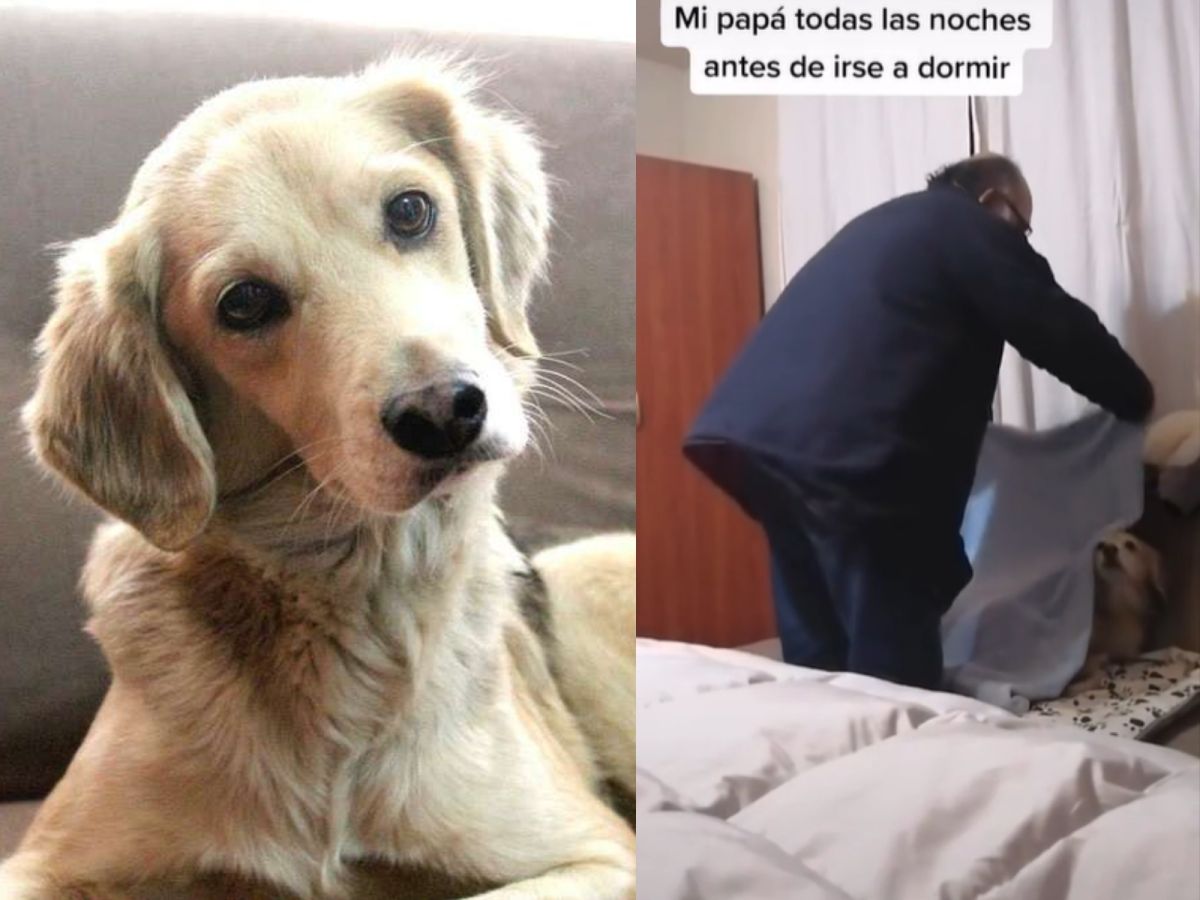 ▲國外一名女子愛麗絲（Alice Garrido Gallardo）想收編浪犬琴葛雷（Jean Grey），一開始爸爸超級反對，想不到沒幾天時間竟變成狗奴，每天幫琴葛雷蓋被被說晚安！（圖／Alice Garrido Gallardo） 