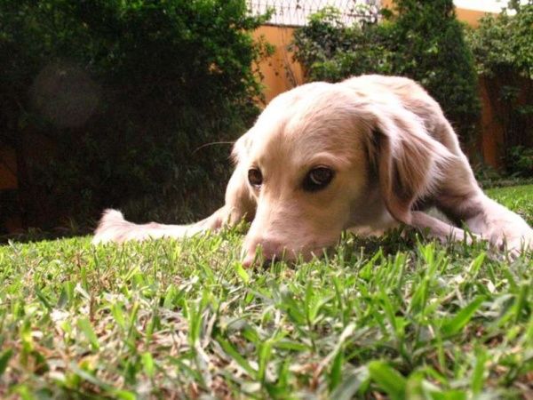 ▲原來是浪犬的琴葛雷,初次見面便迅速擄獲爸爸的心。(圖/Alice