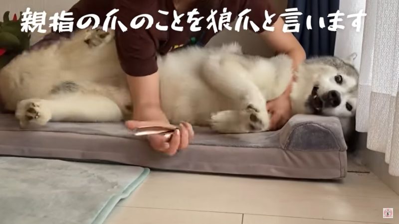 ▲二哈:「快放開倫家啦!」(圖/翻攝自YouTube@