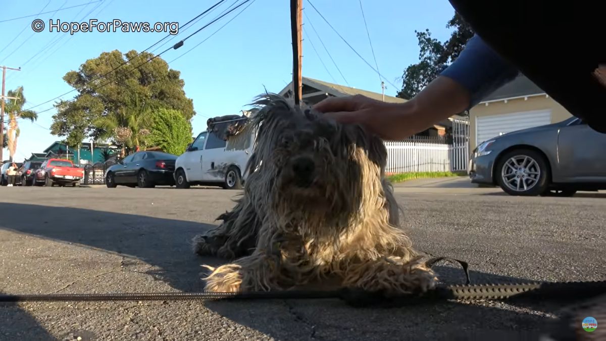 ▲國外街頭目擊一隻全身髒兮兮、毛髮凌亂的浪狗，志工收到通報前往誘捕。（圖／翻攝自YouTube@ Hope For Paws）