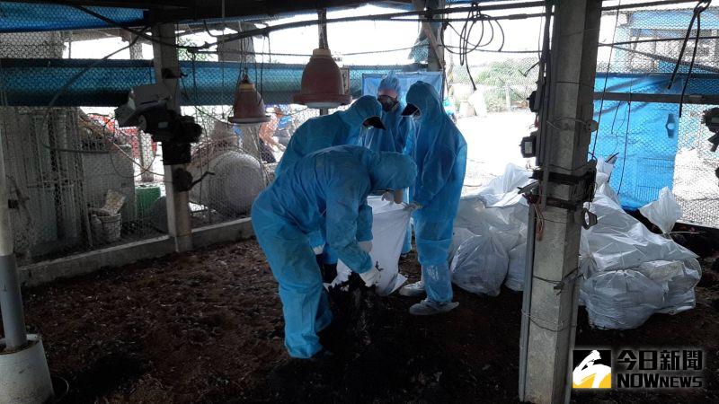 ▲彰化縣動物防疫所派員完成撲殺清場消毒工作,總共撲殺1萬6,031隻土雞,以防止疫情擴大。(彰化縣動物防疫所提供