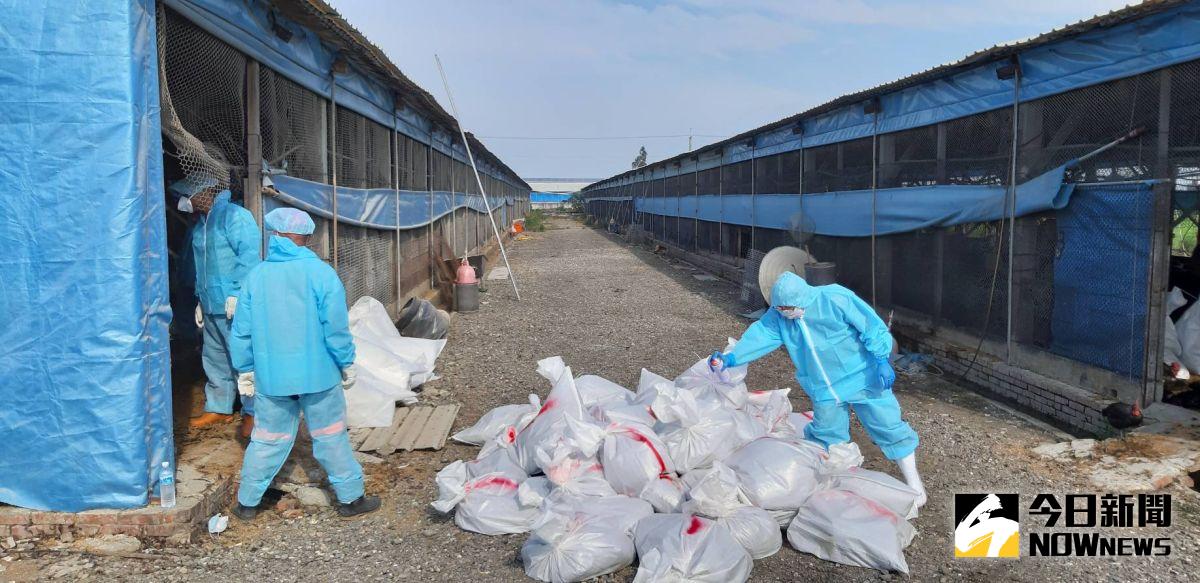 ▲二林鎮一土雞場通報其場內雞隻有異常死亡情形，經家衛所確診感染H5N5亞型高病原性禽流感病毒，防疫人員完成全場撲殺清場及消毒工作。（圖/彰化縣動物防疫所提供）