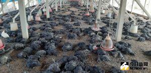 禽流感升溫！雲林土雞場染H5N1　撲殺1.2萬隻黑羽土雞
