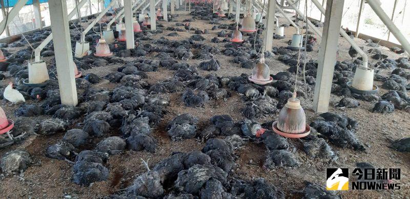 ▲彰化縣動物防疫所長董孟治說,近日氣候高溫炎熱,易造成家禽熱緊迫而使免疫力下降,請養禽業者應落實場內各項軟硬體生物安全措施。(彰化縣動物防疫所提供