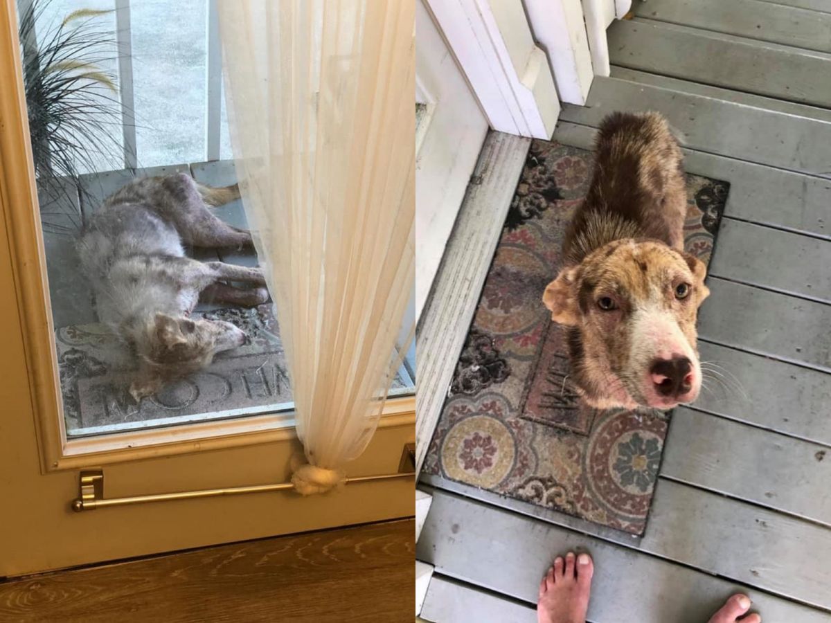 ▲日前一隻浪浪萊拉（Lila）先是在一戶人家門前徘徊，後來竟呼呼大睡起來。這戶人家找到救援組織This Is Houston幫忙，並由中途愛媽考特妮（Kourtney Crenshaw）接手照顧，讓萊拉不需在街頭繼續流浪。（圖／Facebook@This Is Houston）