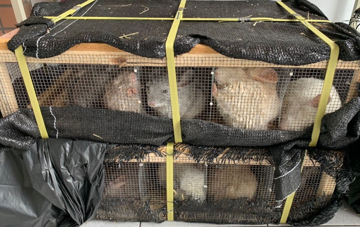 ▲高雄港首次查獲大批保育類龍貓鼠。(圖／記者黃守作攝，2020.08.11)