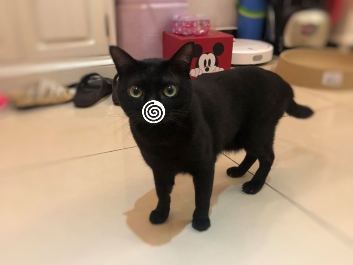 ▲Titan Lee飼養的黑貓每次上完廁所都會「鼻塞」的模樣戳中不少網友的笑點（圖／網友Titan Lee授權提供）