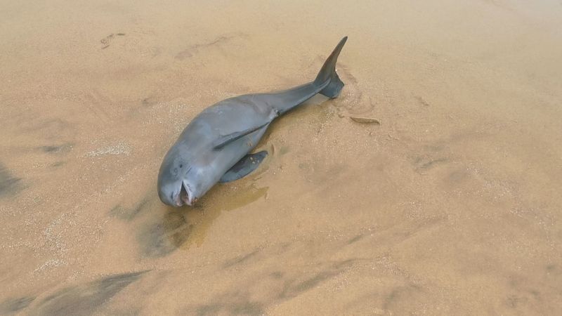 ▲不敵強浪，保育類露脊鼠海豚擱淺金門成功沙灘。(圖/民眾提供)