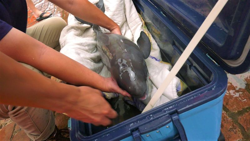 ▲金門動保協會將海豚送往水試所安置，擇日野放。(圖/民眾提供)