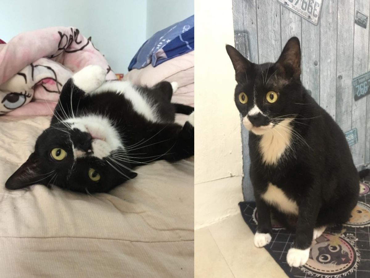 ▲網友金小姐的小胖賓士貓跑到鄰居家討罐罐，還被爆料「很會吃」（圖／網友金冬陽授權提供）