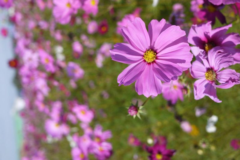 ▲選出最喜歡的花朵，測你下半年擁有哪種「過人好運」？（圖／翻攝自塔羅牌老師艾菲爾臉書）