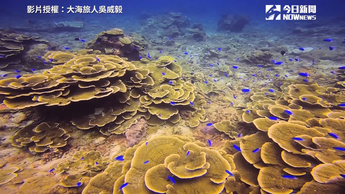 ▲澎湖縣望安鄉旁的「將軍島」，珊瑚覆蓋率高達98％。（圖／大海旅人吳威毅　授權）
