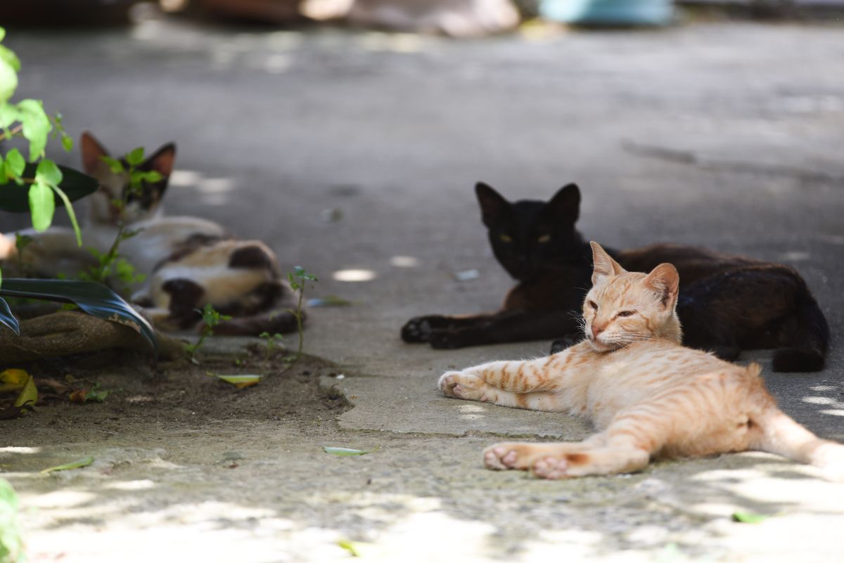 ▲地方政府為解決遊蕩犬隻問題，投入大量經費去執行TNvR，但卻難以追上流浪動物繁殖的速度。（示意圖／記者陳明安攝）