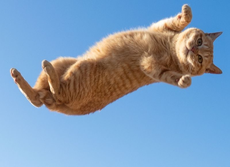 ▲日本專拍貓的攝影師久方廣之，這回捕捉到一隻跳躍在半空中的橘貓，牠的臉呈現看透貓生，在網路造成話題。（圖／Twitter@sakata_77）