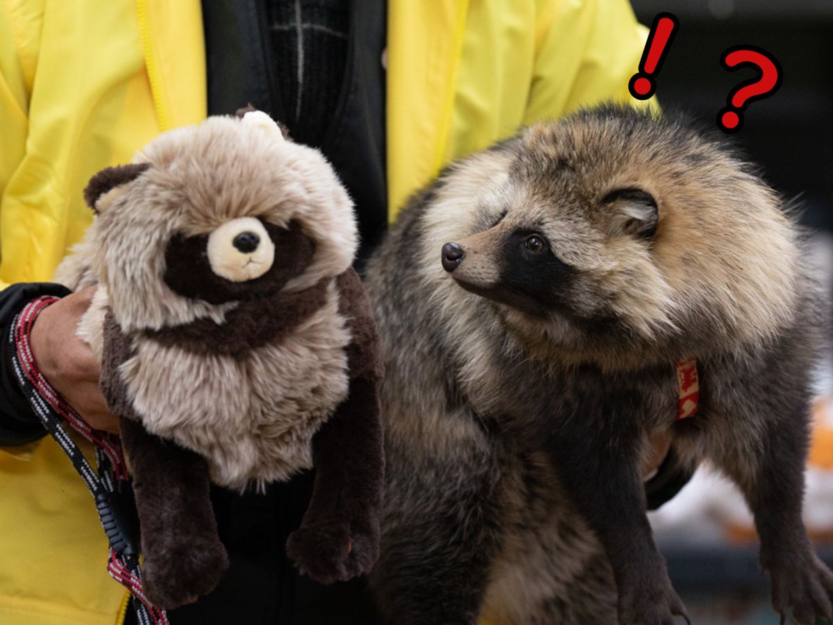 ▲狸貓第一次見到「狸貓玩偶」，赫然大吃一驚彷彿在說：「你……朋友你怎麼變成醬？」（圖／Twitter@onraisan）