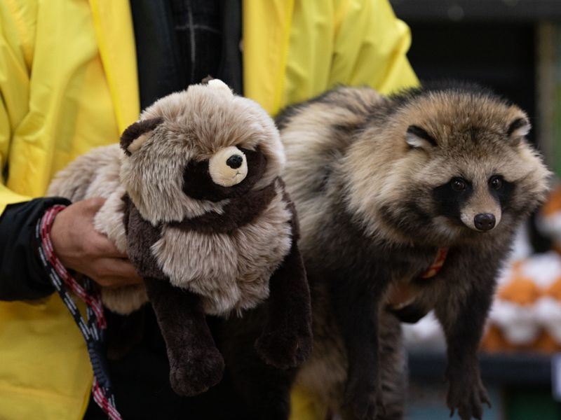 ▲日本「北狐牧場」的擁有一群可愛狸貓，趁著狸貓的人氣、業者推出仿真玩偶！（圖／Twitter@onraisan）