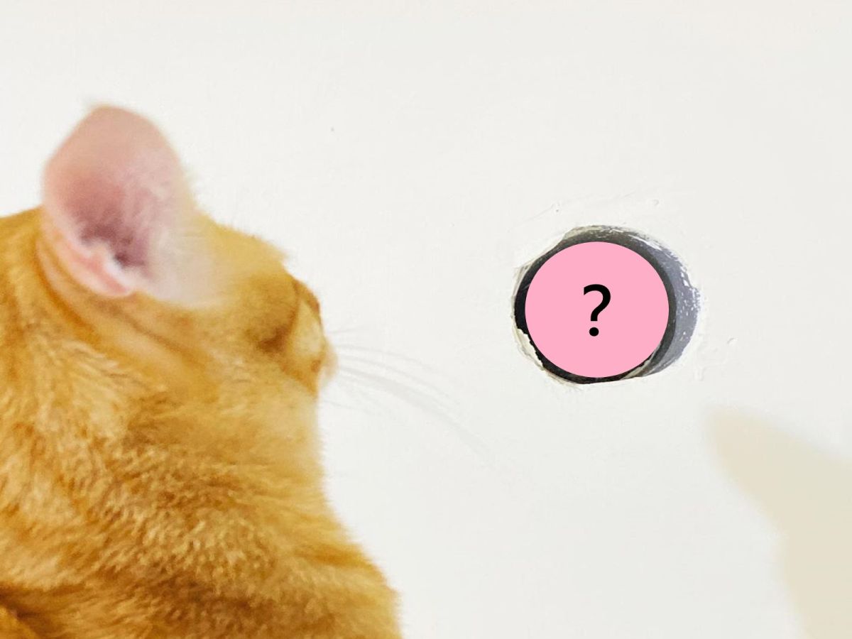 ▲橘貓「阿金」經常跳上衣櫃注視著牆壁上的洞口，原來是洞裡有「鄰居」（圖／IG@meowgold1234授權提供）