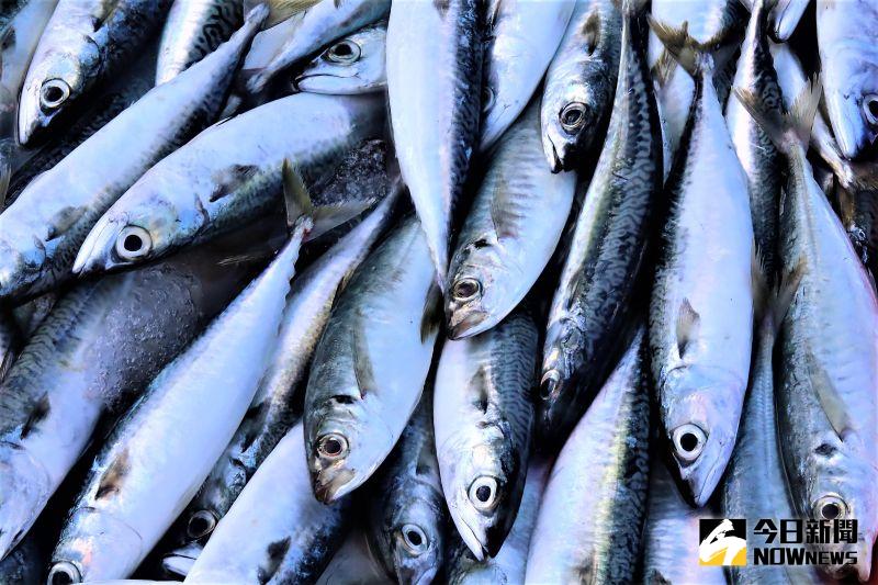 海鮮缺貨？賴峰偉：澎7月近海漁撈產量增25%　
