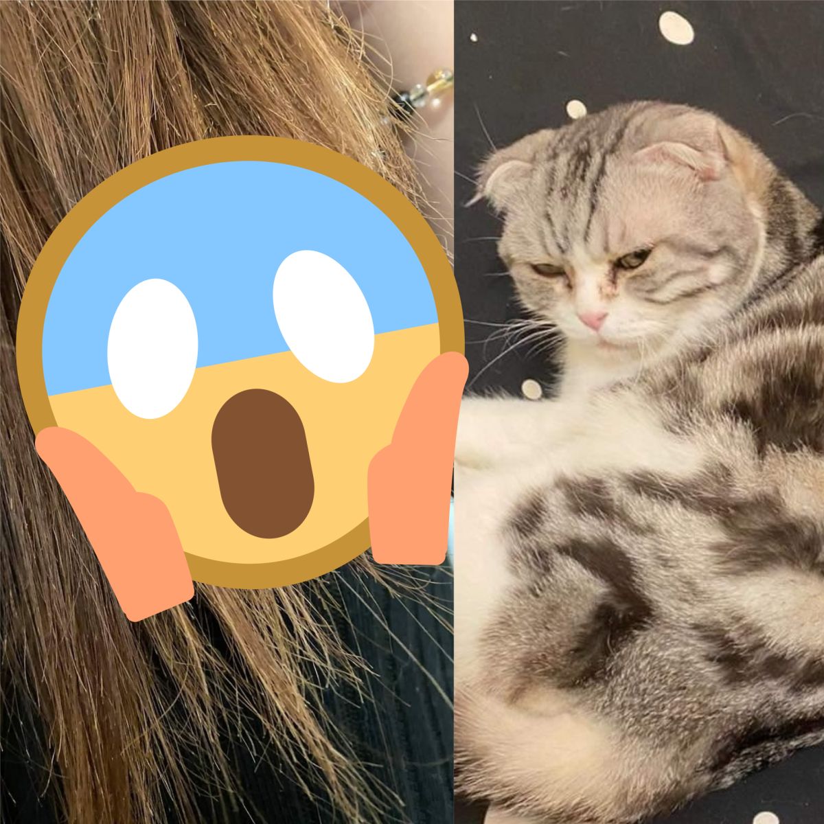 ▲原PO表示，睡完午覺起床時，發覺頭髮被咬一大截，兇手竟是在旁的貓咪。（圖／翻攝自《爆怨公社》 ）