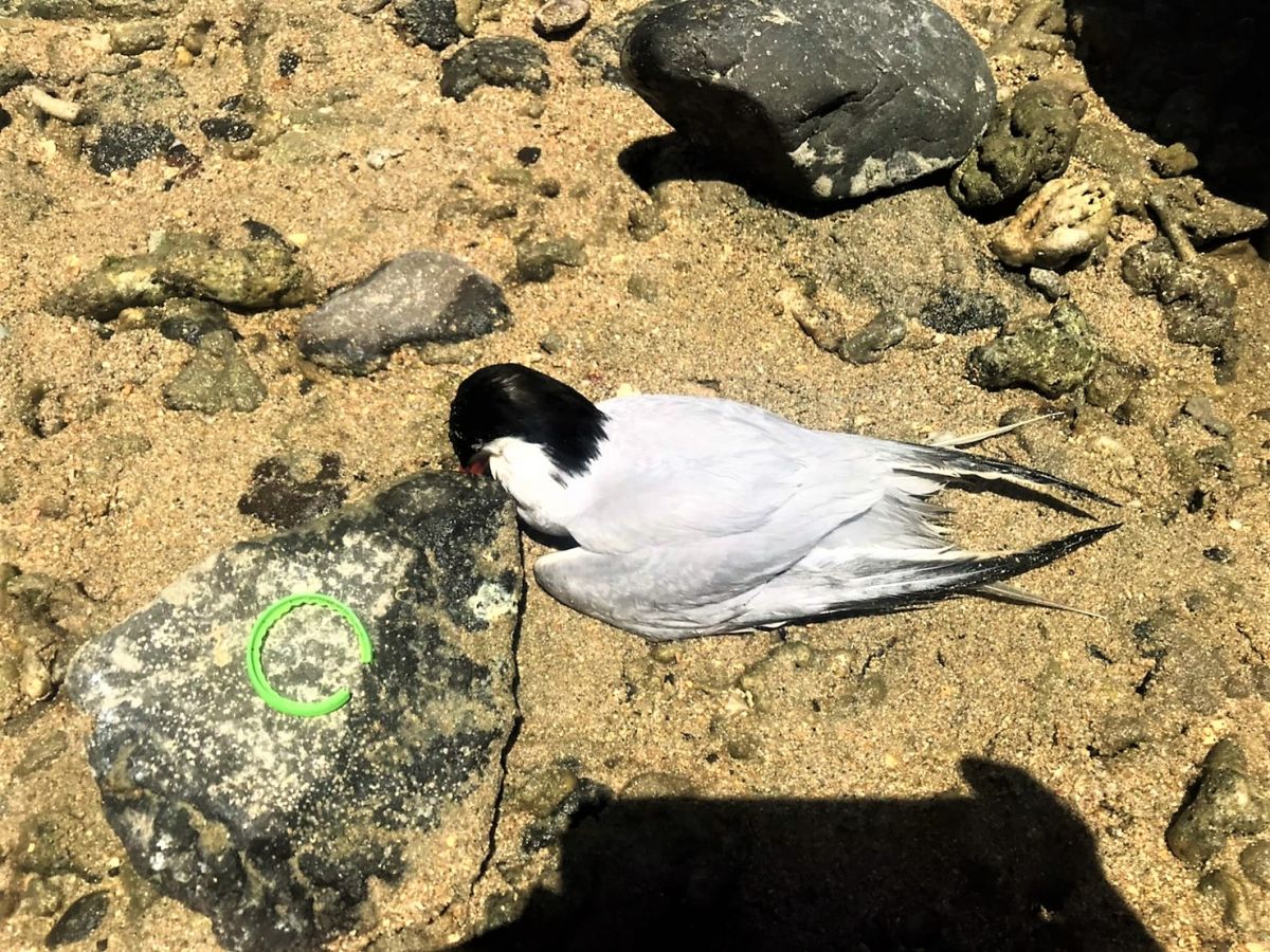 ▲一隻「紅燕鷗」被吉貝遊客發現頸部纏繞著寶特瓶的塑膠環異物奄奄一息等待救援，經岸巡弟兄與農漁局合作將它送到馬公安置。（圖／澎湖岸巡提供）