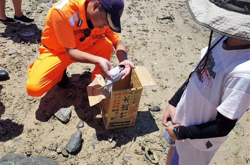 ▲吉貝安檢所的岸巡弟兄趕至石滬教室附近,將這隻受傷多時的紅燕鷗細心安置在紙箱中。(圖/澎湖岸巡提供)