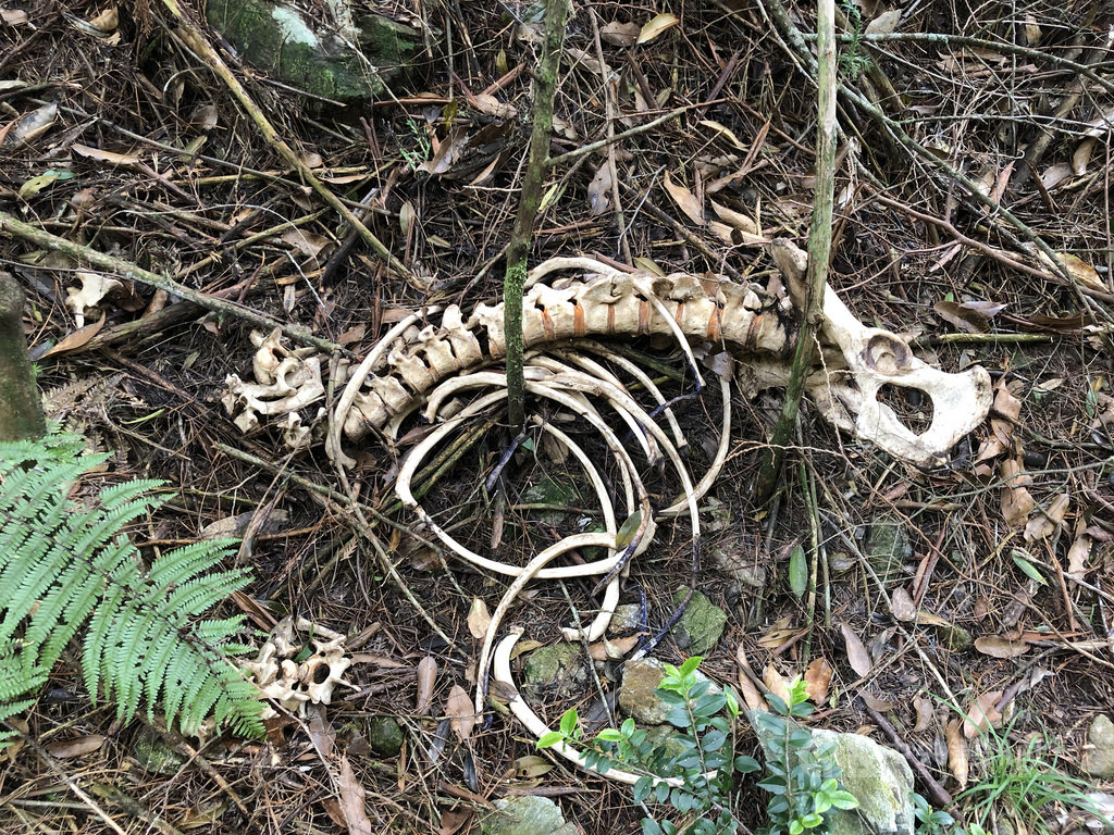 ▲保七總隊第五大隊破獲以何姓男子為首的盜伐集團，成員多為親戚，專案小組人員並在何男架設的山區工寮旁，發現疑似瀕臨絕種保育類台灣黑熊的毛皮及骨骸，何男也坦承曾以獵槍槍殺台灣黑熊。（警方提供）中央社記者管瑞平傳真　109年8月13日