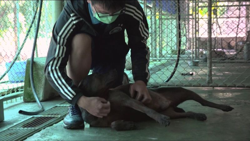 ▲中央政府無法有效管理的一大原因,也是因為主管流浪動物的動保科層級過低。(圖/記者陳明安攝)