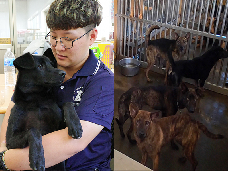 ▲沒有中央統一管理，地方政府各自為政的管理方式，使得收容所的經營成果截然不同。（圖／記者陳明安攝）