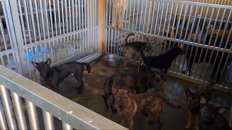 ▲澎湖縣流浪動物收容中心的犬貓超收比率已經接近2倍,所內死亡率也是全台最高。(圖/記者陳明安攝)