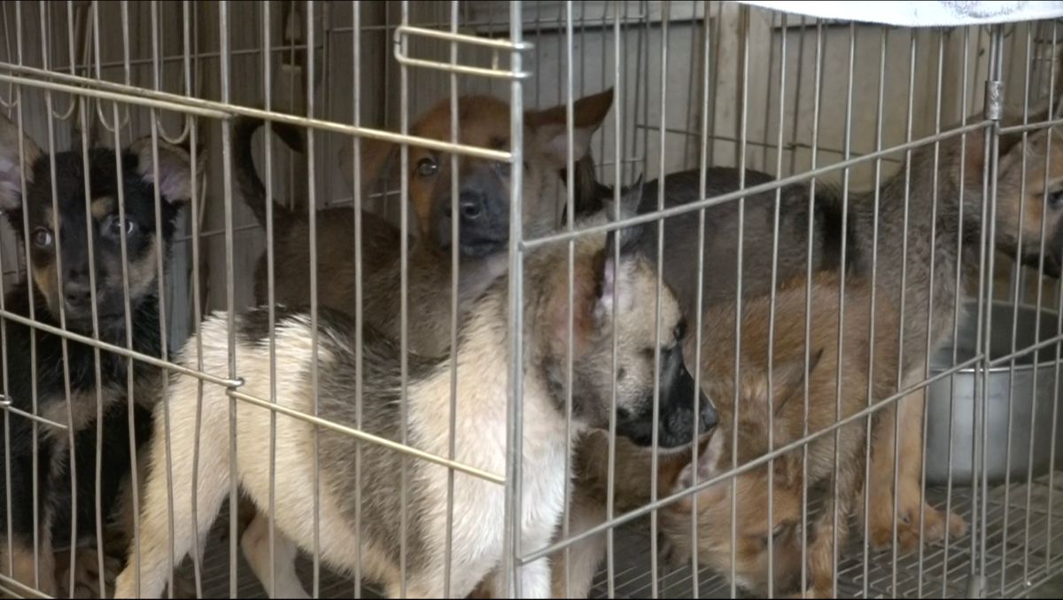 ▲行政院會今（8）日拍板通過「動物保護法部分條文修正草案」，將棄養罰則也將從目前最高15萬元提升至最高100萬元。（圖／記者陳明安攝）