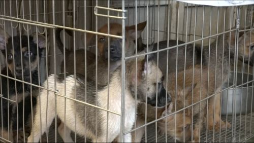 飼主注意！行政院拍板：棄養寵物最重罰100萬　失蹤5天沒申報也算
