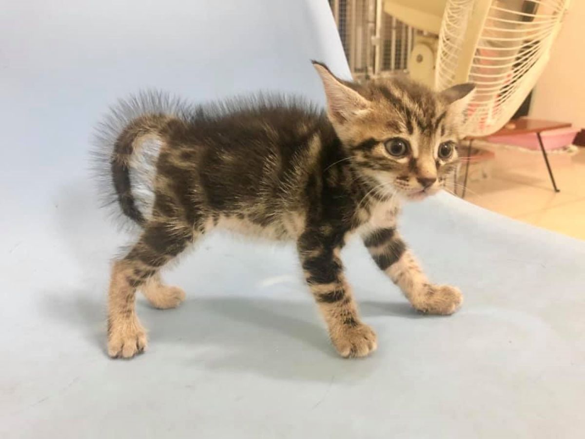 ▲小虎斑貓被大貓哈氣後瘋狂炸毛，被網友笑說像「奶瓶刷」（圖／網友Wun Chen授權提供）