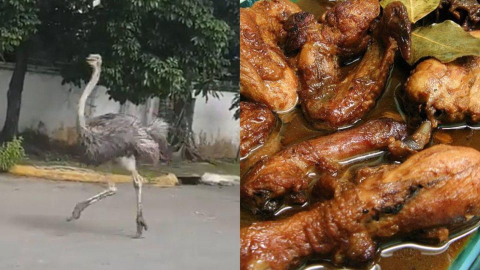 ▲一隻鴕鳥在奔逃過程中疑似因「壓力過大」而猝死，最後竟被兩個飼養員下鍋煮成菲律賓的道地佳餚。（左圖／翻攝自推特｜右圖／翻攝自維基百科）