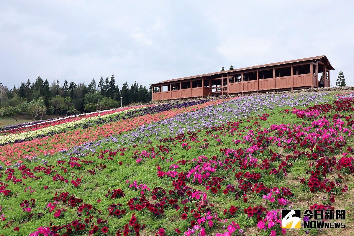 ▲澎湖縣政府重視環境綠美化，持續推動「青青草園」、「青青社區」、「青青小徑」三青計畫，打造澎湖「青青幸福島」。（圖／記者張塵攝，2020.08.14）