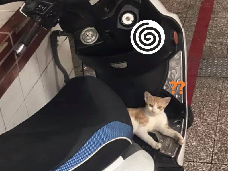 ▲網友看見一隻橘白貓躺在機車腳踏板上，還發現另一個「驚喜」（圖／網友蘇秀燕授權提供）