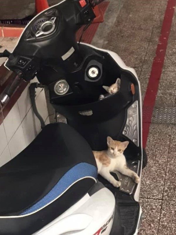▲蘇小姐日前看見一隻橘白母貓躺在先生的機車腳踏板上，後來又發現置物箱也有一隻小貓！（圖／網友蘇秀燕授權提供）