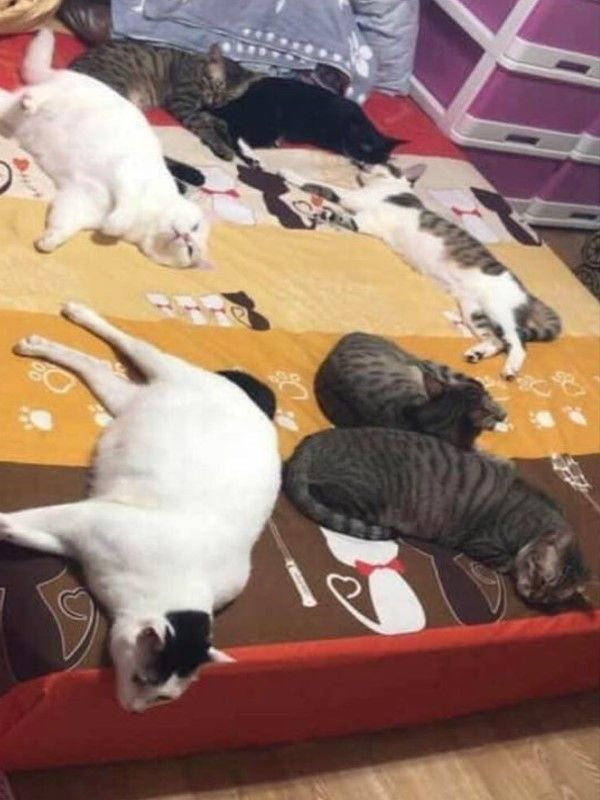 ▲蘇小姐家裡的貓咪都是從市場帶回家收編的，每一隻都照顧得很好（圖／網友蘇秀燕授權提供）