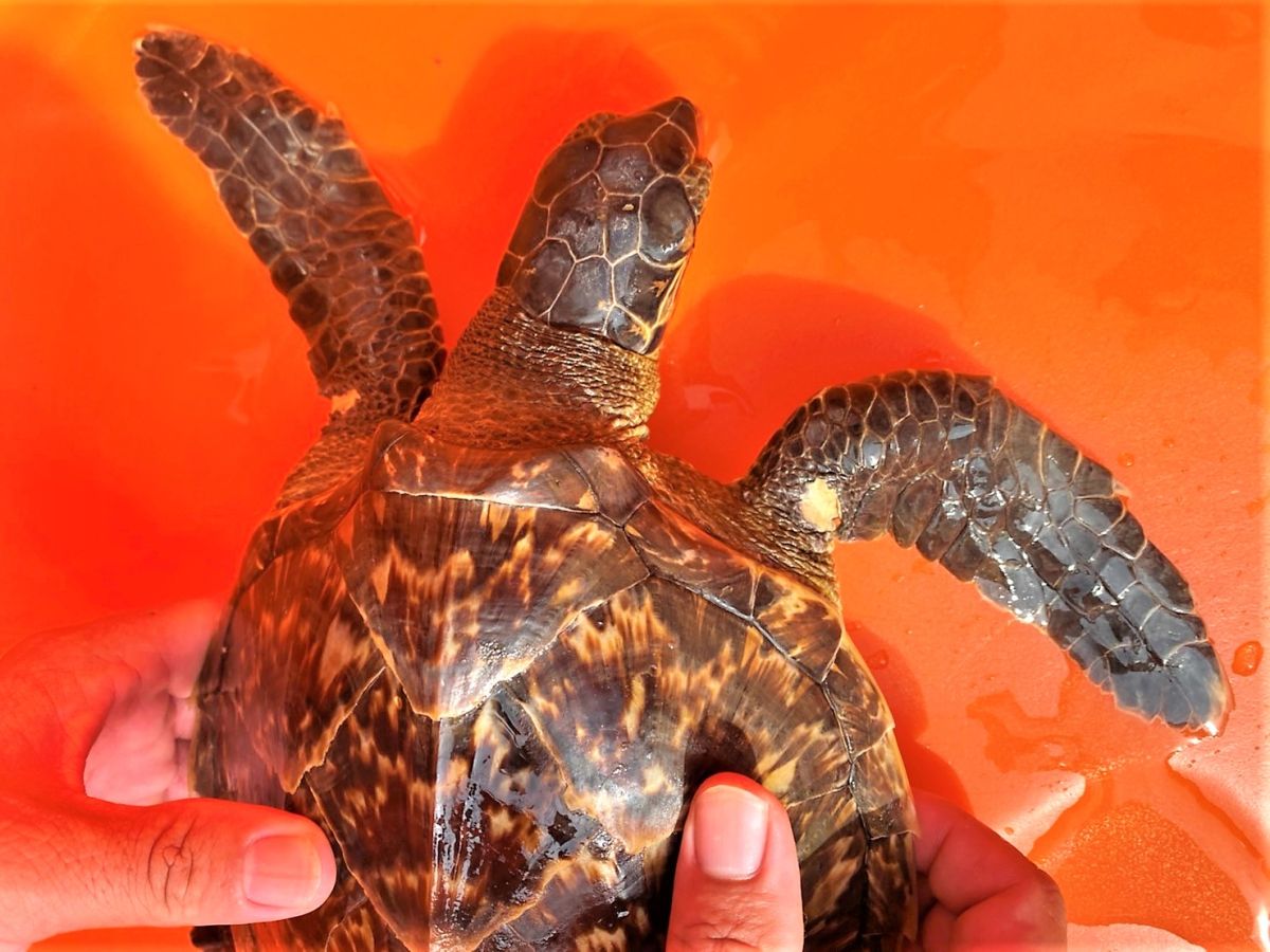 ▲澎湖望安許姓船長通報在海上撿拾廢棄漁網時，發現一隻小玳瑁遭到漁網纏繞無法掙脫。（圖／澎湖岸巡隊提供） 