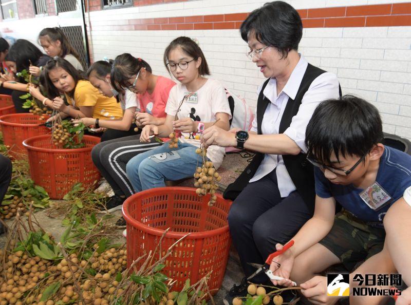 ▲彰化縣八卦山麓盛產龍眼,彰化縣長王惠美跟著小朋友一起剪龍眼準備烘焙。(圖/記者陳雅芳攝,2020.08.18)
