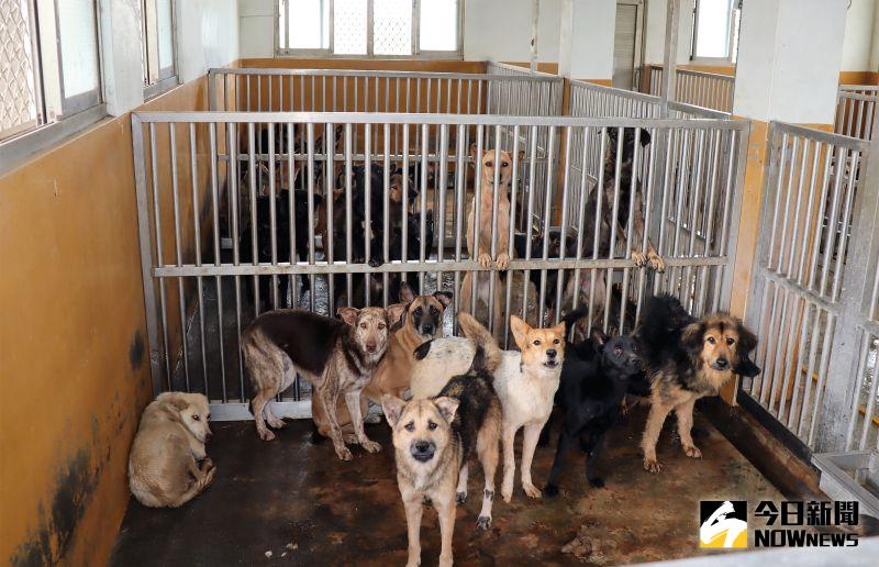 ▲澎湖第一座公立流浪犬收容中心歷經20年歷史,建物空間已不敷使用,流浪動物中心目前超收2倍。(圖/記者張塵攝,2020.08.18)