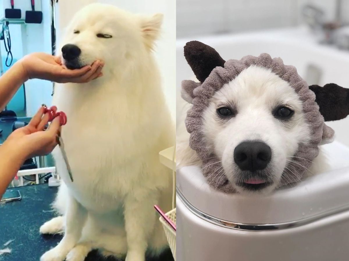 ▲飼主送狗狗去寵物美容SPA兼修毛，日本狐狸犬閉眼非常享受，有如貴婦級的待遇！（圖／IG@casperthegiantspitz）