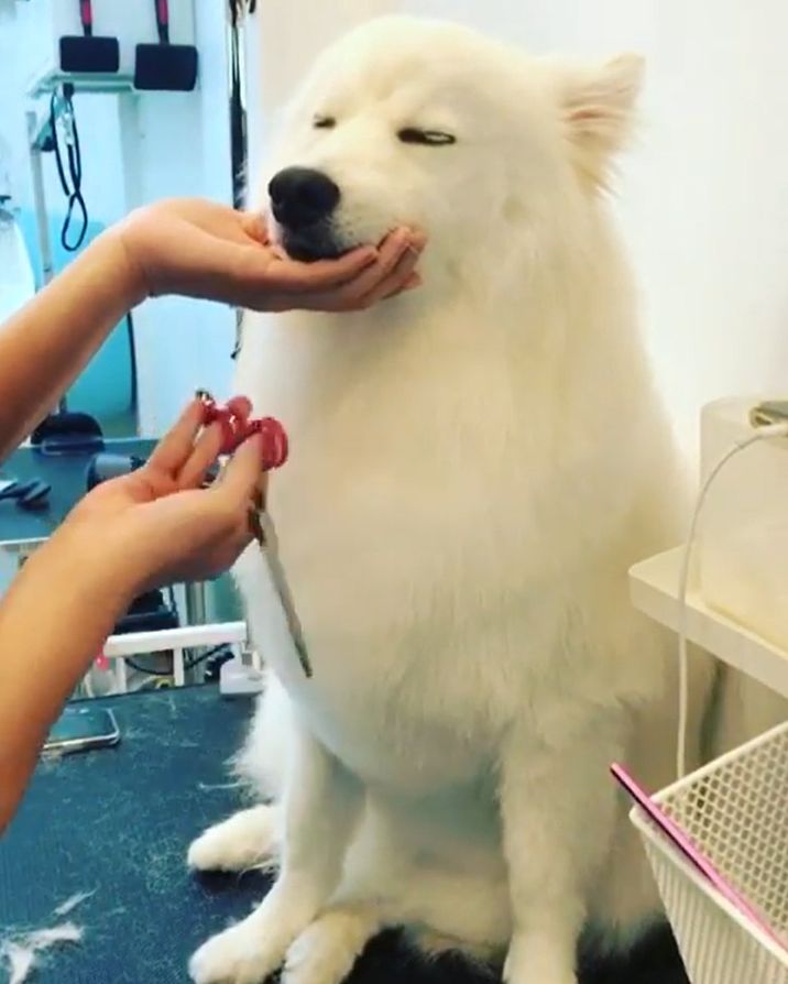 ▲美容師俐落修毛,狗狗閉眼相當享受(圖/IG@casperthegiantspitz)