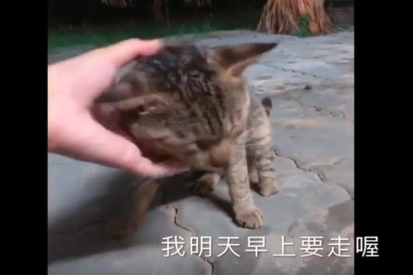 ▲陳小姐日前到墾丁出遊時,在民宿遇見三腳虎斑貓向遊客討食,她向貓咪承諾如果隔天來找她就帶牠走,沒想到隔日讓她直呼:「原來都市傳說是真的!」(圖/粉專等你下課Waiting