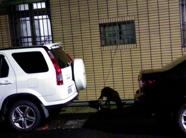 ▲網友透露因為鄰居養狗,每到晚上都會狂叫,讓他無法接受。(圖/翻攝PTT)