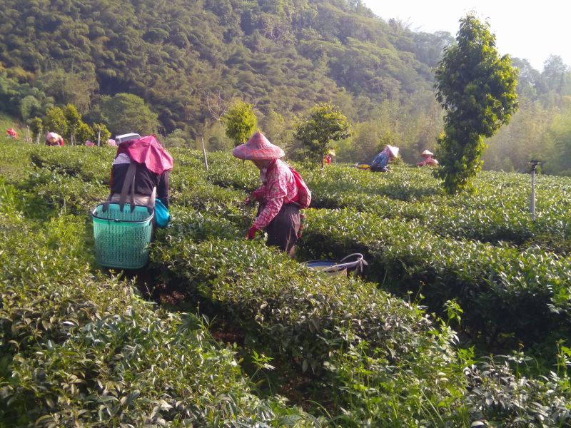 ▲台灣產茶有著兩百多年的歷史，且打造了多茶種、高品質的口碑。（圖／記者李克明攝影）