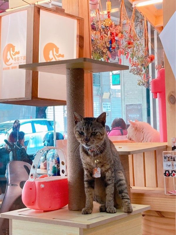▲伽利略擔任店貓短短一星期,就已經學會在門口等客人「撸牠」(圖/粉專等你下課Waiting