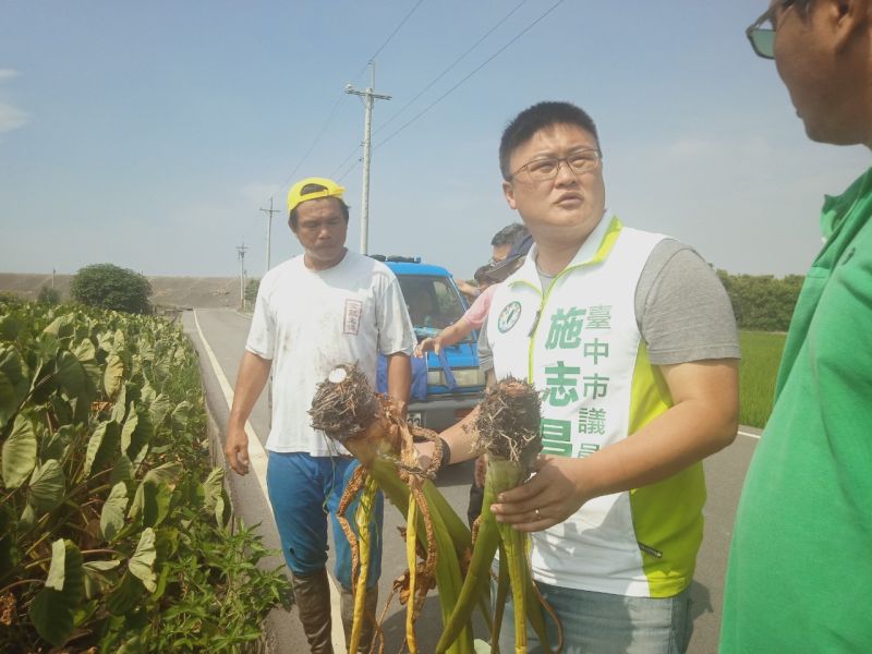 ▲議員施志昌偕同現場會勘，估計農民損失作物達三分之二以上，希望市府能協助農民災損補助(圖／施志昌服務處提2020.8.19)